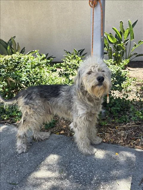 An adult medium-sized male Mixed Breed dog named Beerus for adoption in San Pedro, CA
