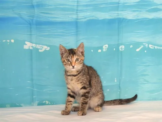 A baby small-sized female Domestic Short Hair cat named Allie for adoption in Oroville, CA