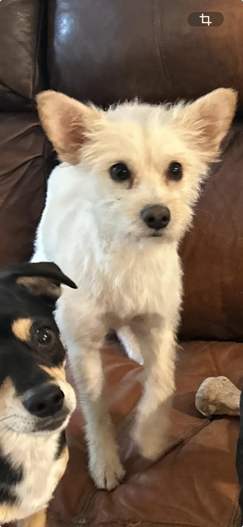 Toby