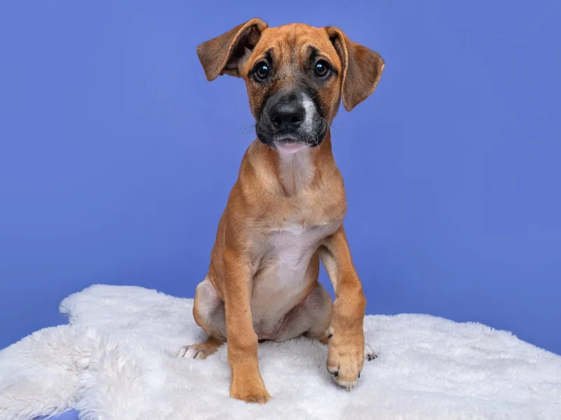 Fair: Ferris Wheel thumbnail 3