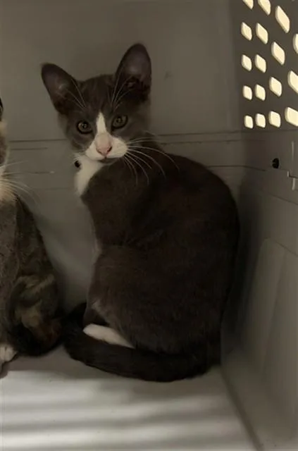 A baby small-sized male Domestic Short Hair cat named A for adoption in Santa Maria, CA