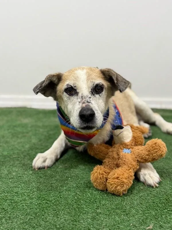 A senior medium-sized male White / Cream Border Terrier dog named Newton for adoption in Carlsbad, CA