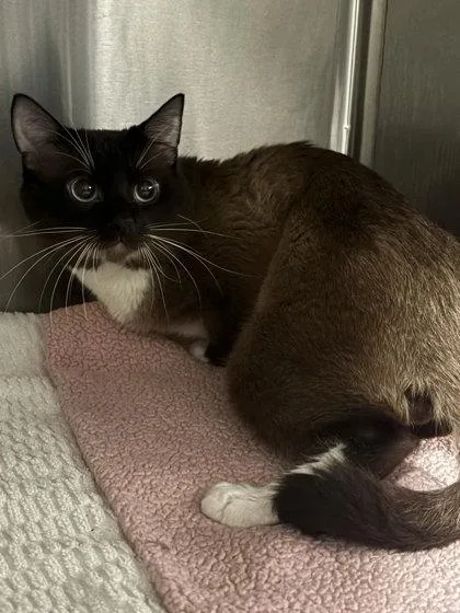 An adult small-sized male Siamese cat named Popeye for adoption in Atlanta, GA