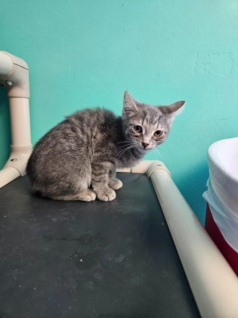 A baby medium-sized female Domestic Short Hair cat named Lucky for adoption in Morgantown, KY