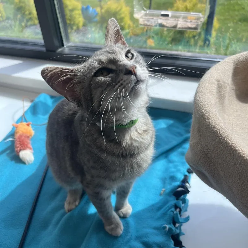 A young medium-sized female Gray / Blue / Silver Domestic Short Hair cat named Karmi for adoption in Fort Wayne, IN