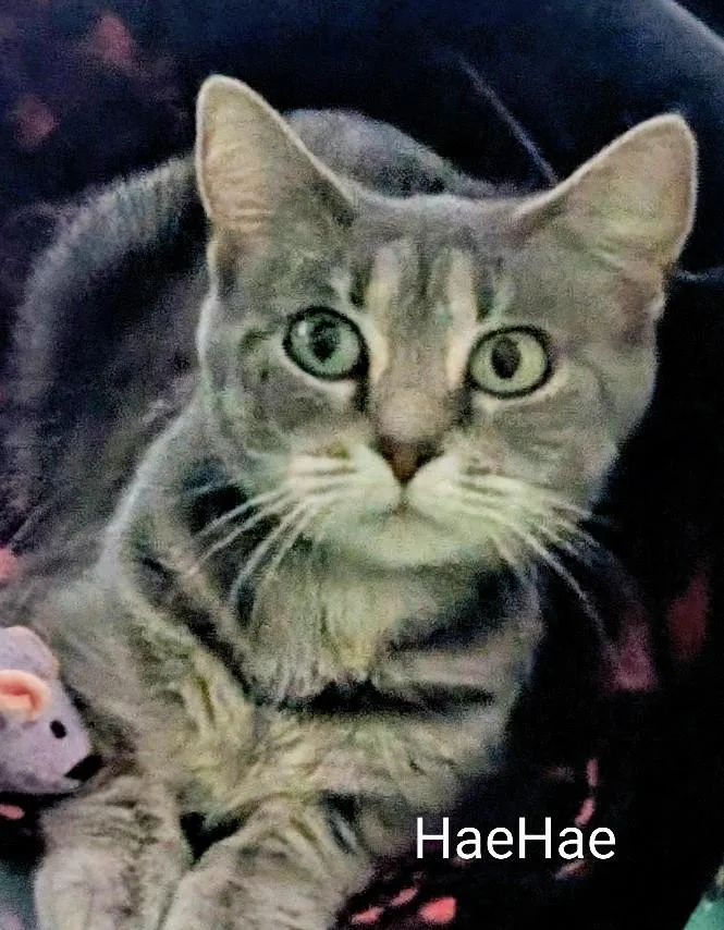 An adult medium-sized female Tabby (Gray / Blue / Silver) Domestic Short Hair cat named HaeHae for adoption in Colfax, IA