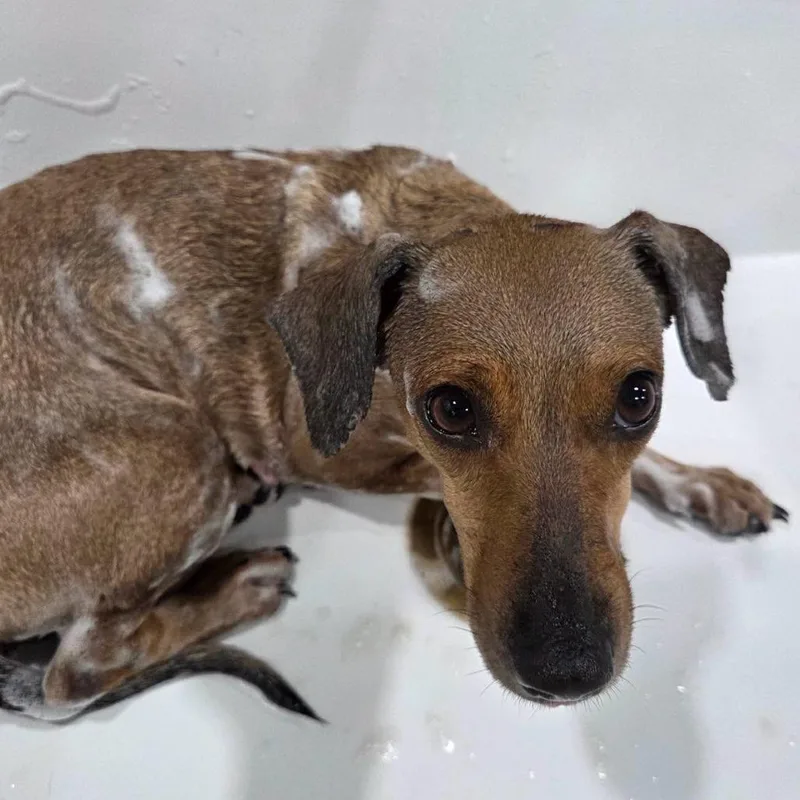 An adult small-sized female Brown / Chocolate Dachshund dog named Toffee for adoption in Sarasota, FL