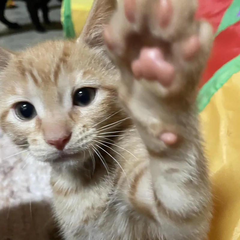 A baby medium-sized male Domestic Short Hair cat named Butterfinger for adoption in Byrdstown, TN