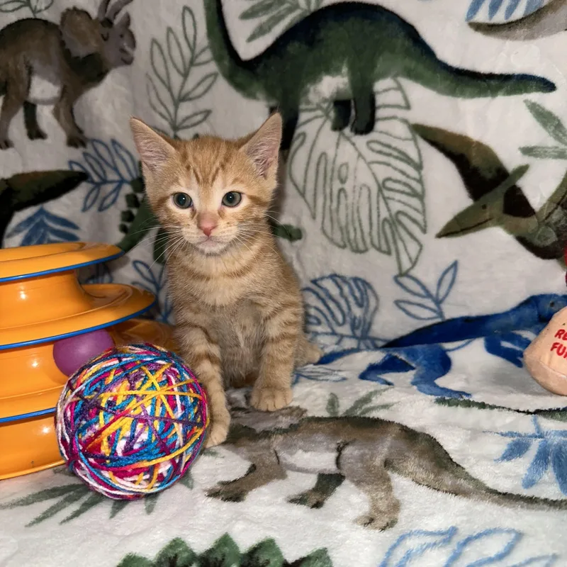 Butterfinger thumbnail 3