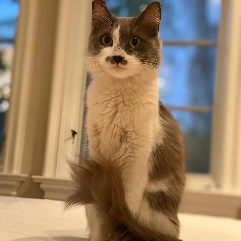 A young small-sized female White Domestic Long Hair cat named Fluff Puff for adoption in Pacific Palisades, CA