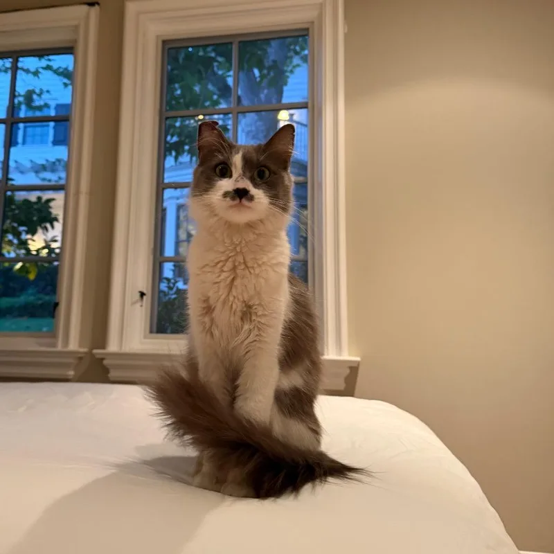 Fluff Puff thumbnail 5