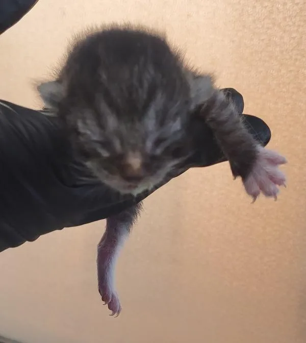 A baby small-sized female Domestic Short Hair cat named Fm for adoption in Lawrenceville, GA
