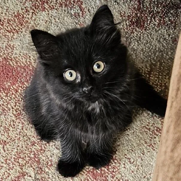 A baby small-sized male Black Domestic Medium Hair cat named Mr. Putt for adoption in Traverse City, MI
