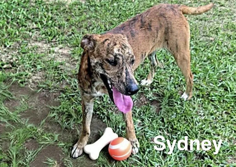 A young medium-sized female Catahoula Leopard Dog dog named Sydney for adoption in Manchester, CT