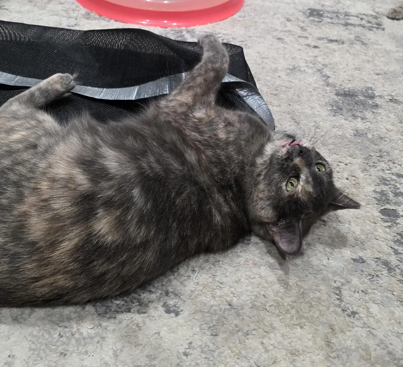 A young medium-sized female Dilute Tortoiseshell Domestic Short Hair cat named Daisy for adoption in San Jose, CA