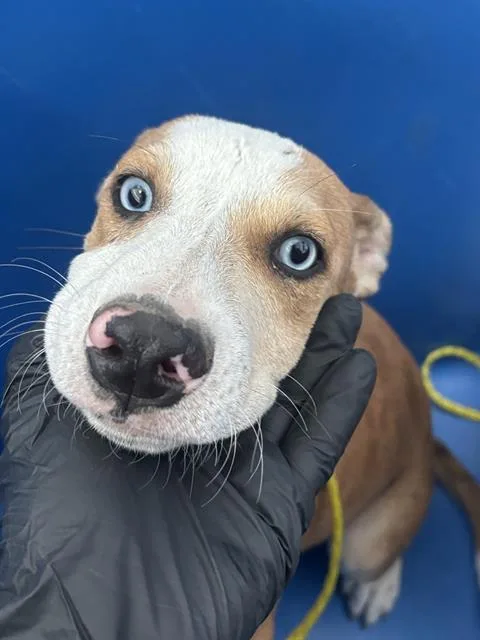 A baby large-sized male Mixed Breed dog named Nate for adoption in Dallas, TX