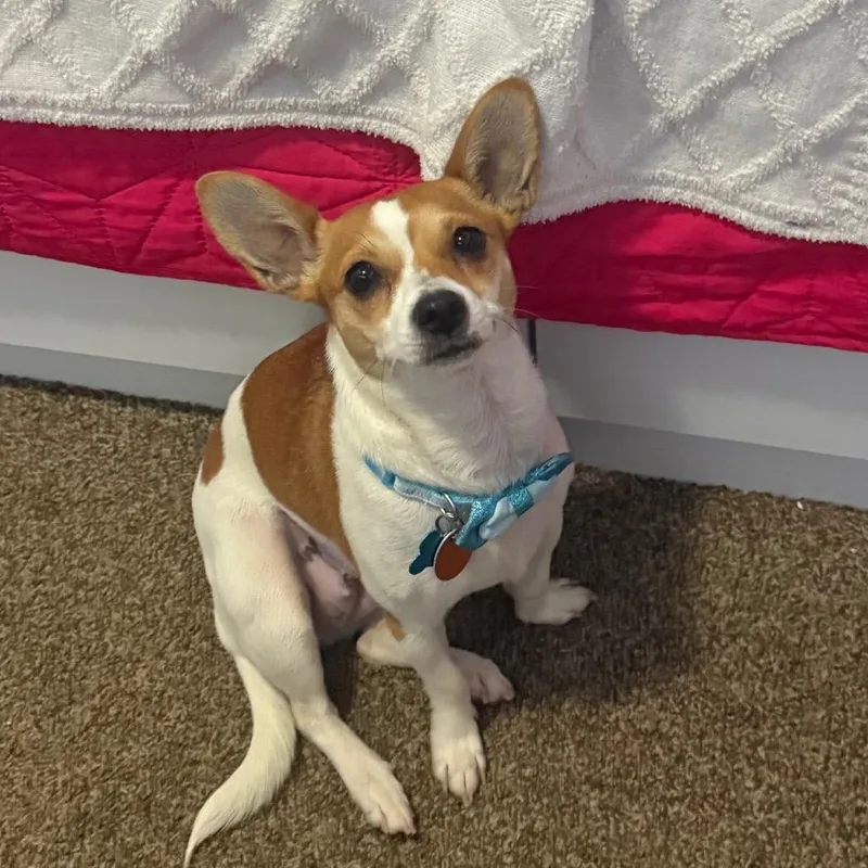 A young small-sized female Chihuahua dog named Breezy for adoption in Bessemer, AL