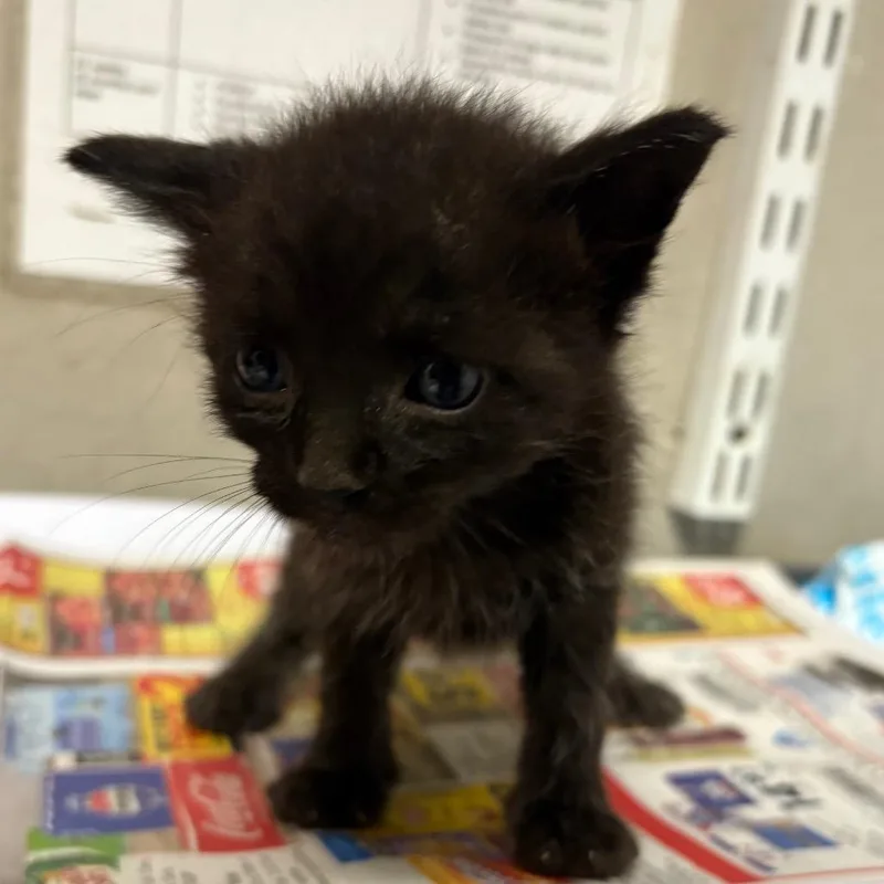 A baby small-sized male Black Domestic Medium Hair cat named Zach for adoption in Kanab, UT