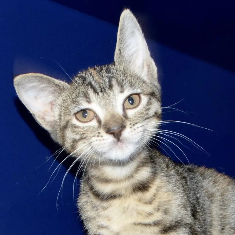 A baby small-sized female Brown / Chocolate Domestic Short Hair cat named Millie for adoption in Los Angeles, CA