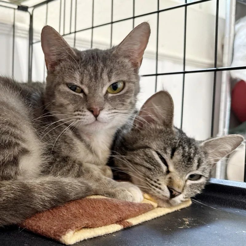 An adult medium-sized female Tabby (Gray / Blue / Silver) Tabby cat named Alyx for adoption in Kingwood, TX