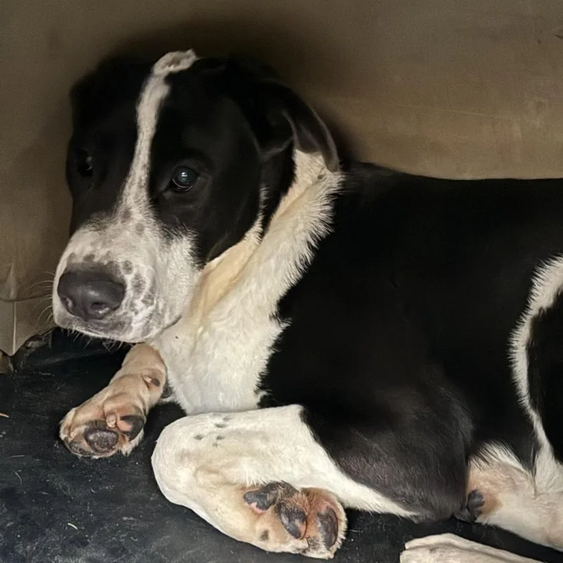 Micah Bell thumbnail 2