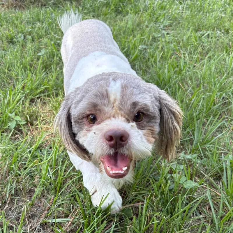 An adult small-sized male Apricot / Beige Shih Tzu dog named Jimmy Neutron for adoption in Houston, TX
