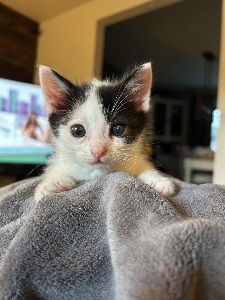 A baby small-sized male Black & White / Tuxedo Domestic Short Hair cat named Rufus for adoption in West Mifflin, PA