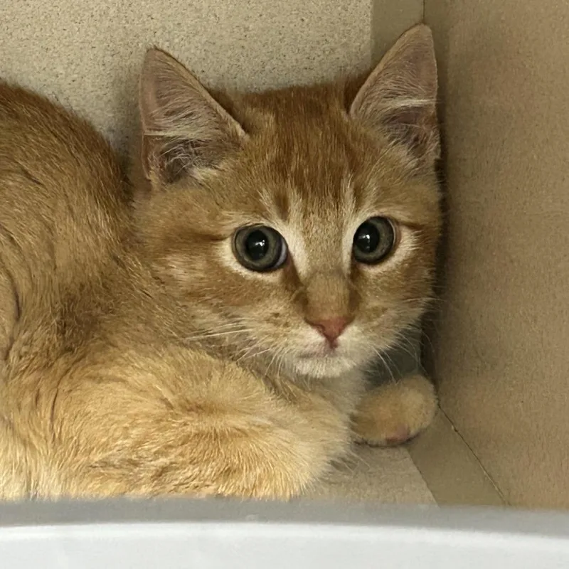 A baby small-sized male Domestic Short Hair cat named Gerald for adoption in Durango, CO