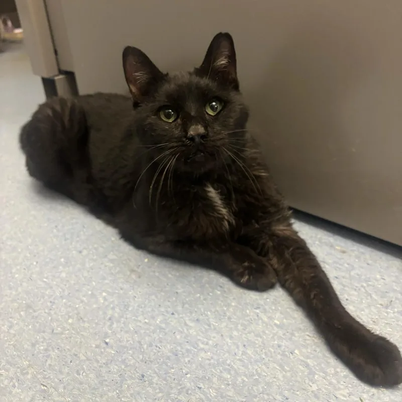 A senior large-sized male Black Domestic Short Hair cat named Titus for adoption in Fairport, NY