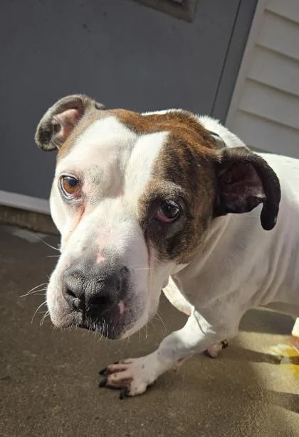 An adult medium-sized male American Bulldog dog named Bounce for adoption in East Brookfield, MA