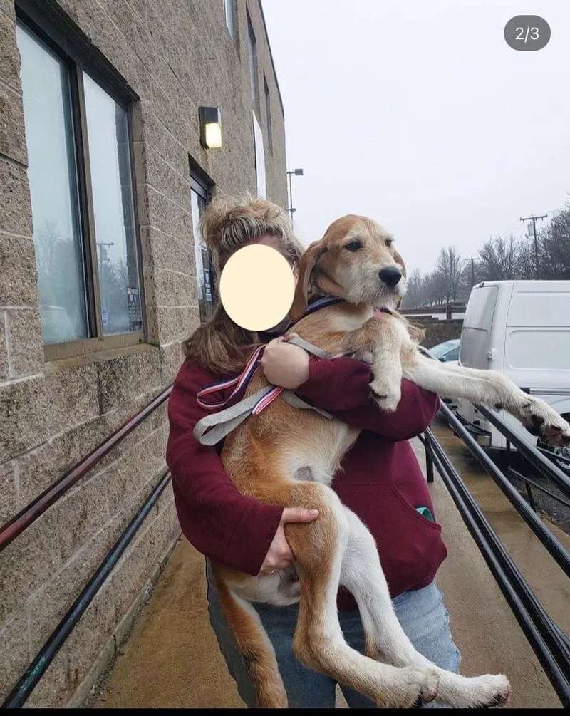 An adult large-sized male Yellow / Tan / Blond / Fawn Wirehaired Vizsla dog named Johnny Local Cutie for adoption in Andover, MA