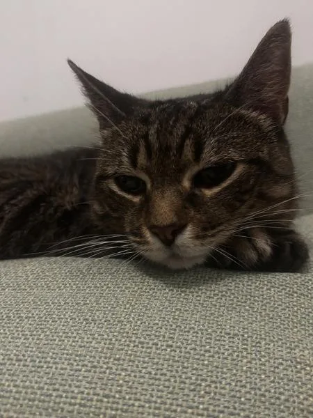 An adult medium-sized female Domestic Short Hair cat named Sage for adoption in New York, NY