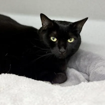 An adult small-sized female Black Domestic Short Hair cat named Midnight for adoption in Atlanta, GA