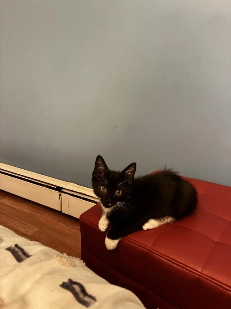 A baby medium-sized male Black & White / Tuxedo Domestic Short Hair cat named The Flash for adoption in Elmsford, NY