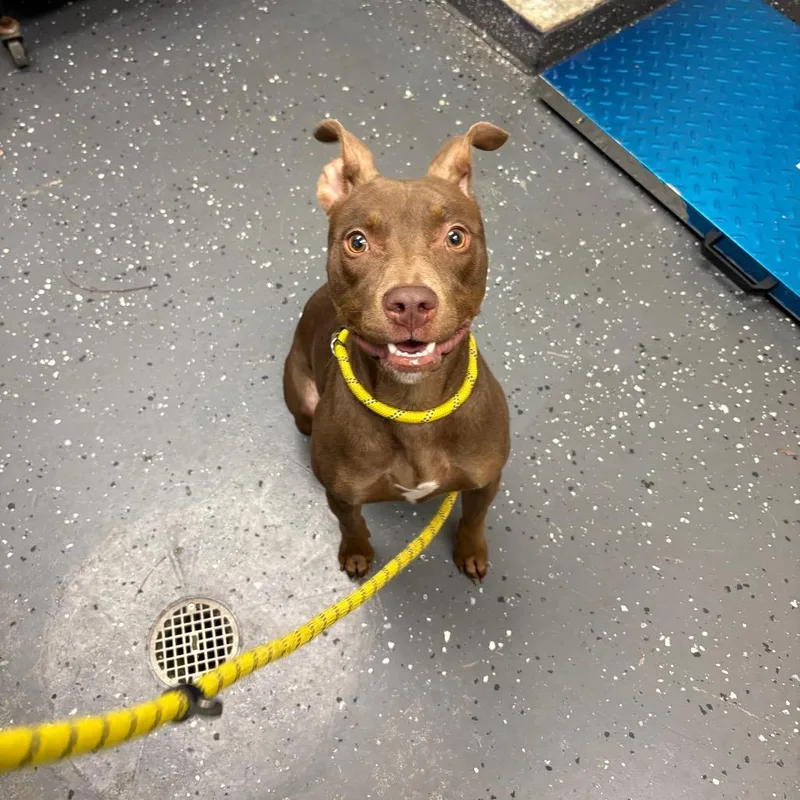 An adult medium-sized female Brown / Chocolate Mixed Breed dog named Annabelle for adoption in Columbiana, AL