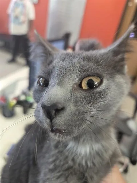 A baby small-sized male Domestic Short Hair cat named A for adoption in Louisville, KY