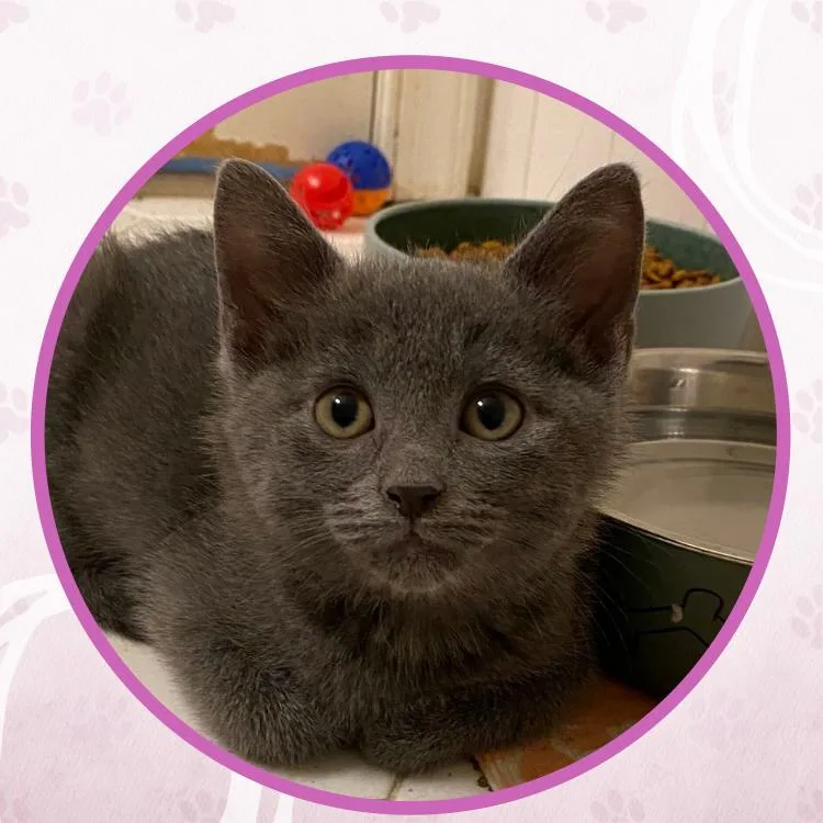 A baby small-sized male Tabby (Brown / Chocolate) Domestic Short Hair cat named Gumbo for adoption in Toms River, NJ