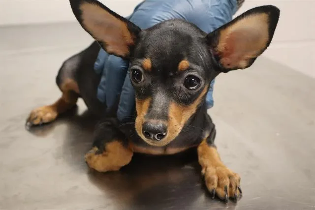 A baby small-sized male Mixed Breed dog named Troy for adoption in Columbia, SC