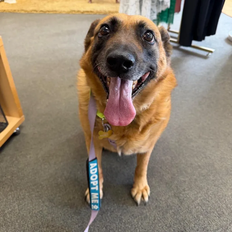 A senior large-sized male Brown / Chocolate Shepherd dog named Taylor for adoption in Durango, CO