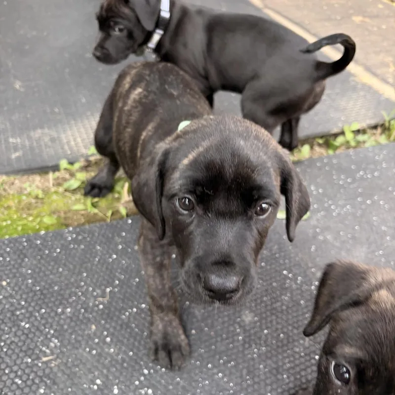 A baby small-sized male Black Mixed Breed dog named Magic for adoption in Marshall, VA