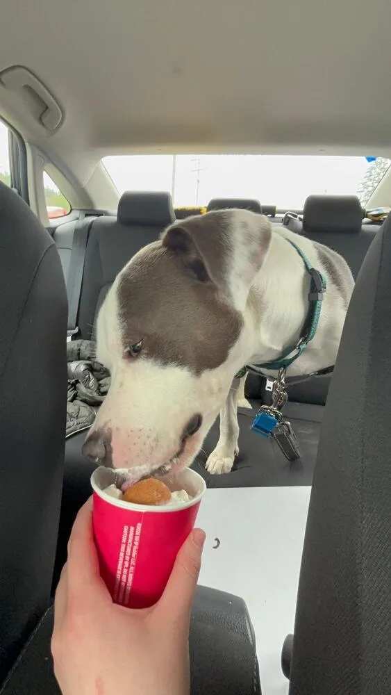 An adult medium-sized male Tricolor (Brown, Black, & White) Pit Bull Terrier dog named Cowboy for adoption in Leverett, MA