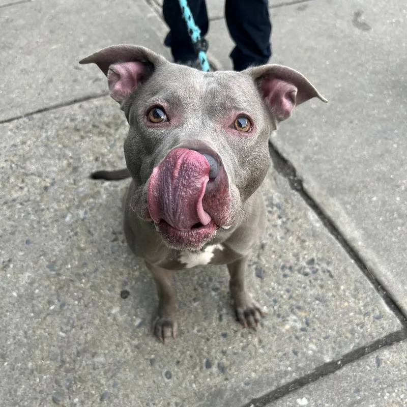 An adult medium-sized female Gray / Blue / Silver Pit Bull Terrier dog named Belle for adoption in Weimar, CA