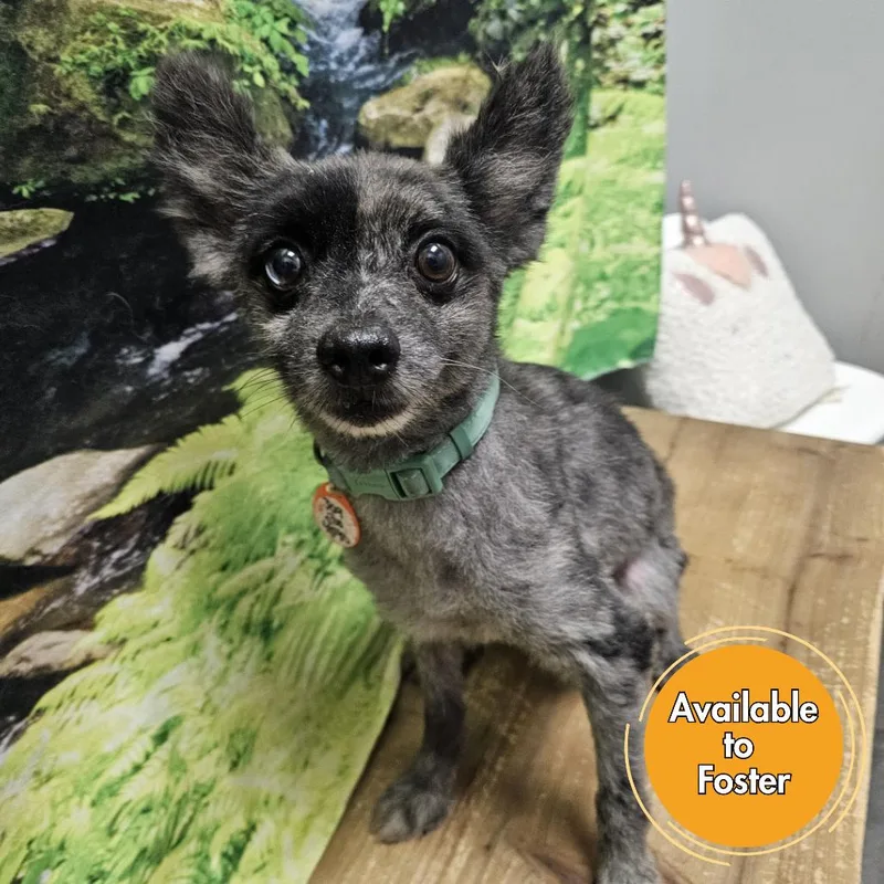A senior small-sized male Gray / Blue / Silver Pomeranian dog named Chupie for adoption in Normal, IL