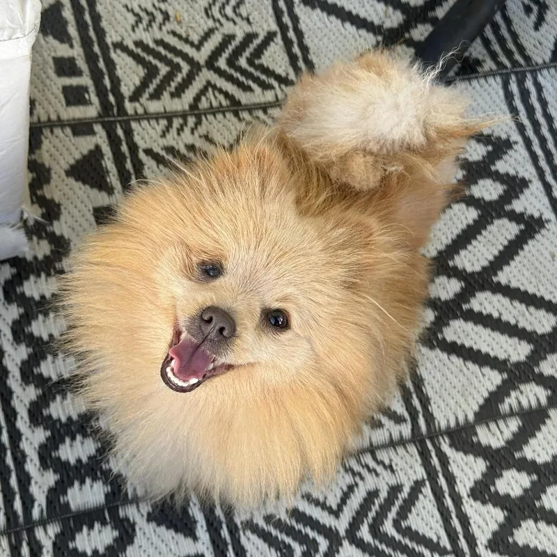 An adult small-sized female Golden Pomeranian dog named Chickpea for adoption in Tampa, FL
