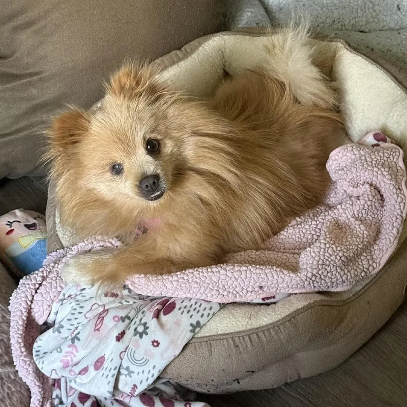 Chickpea thumbnail 2