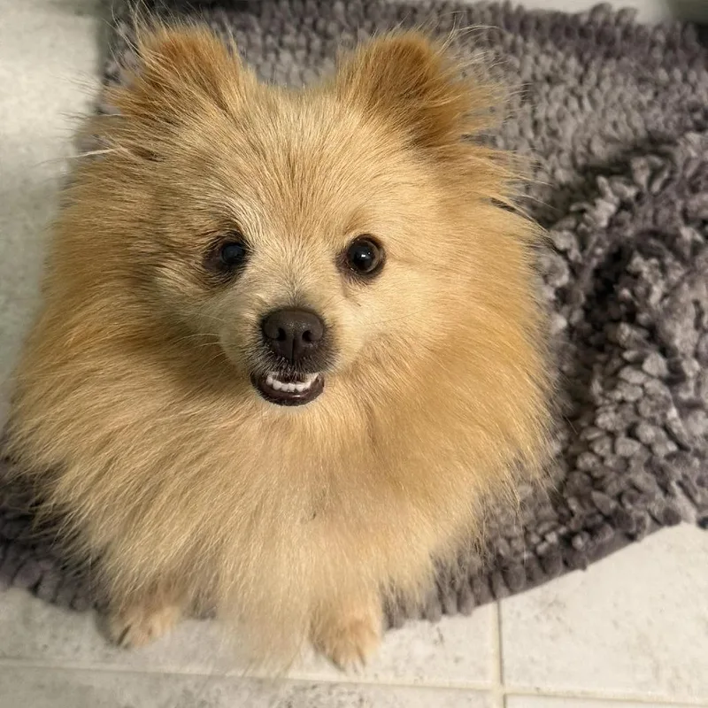 Chickpea thumbnail 4