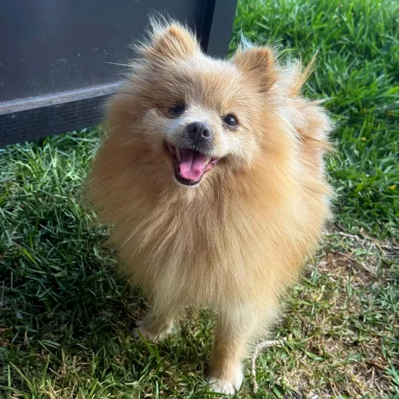 Chickpea thumbnail 5