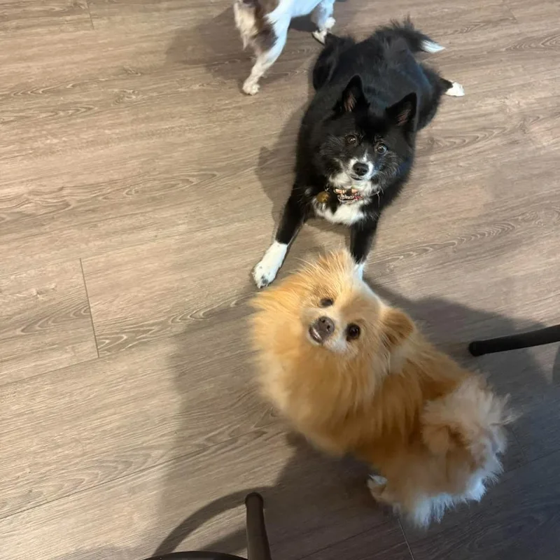 Chickpea thumbnail 6