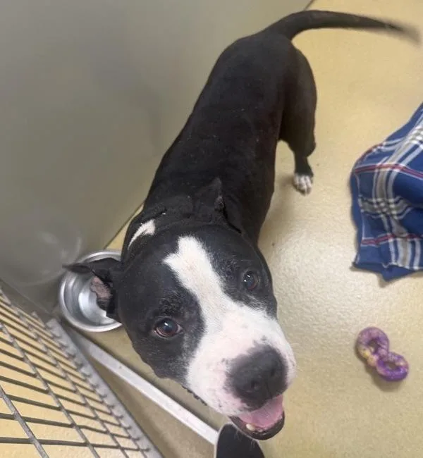 A senior large-sized male Pit Bull Terrier dog named Cheese for adoption in Escondido, CA