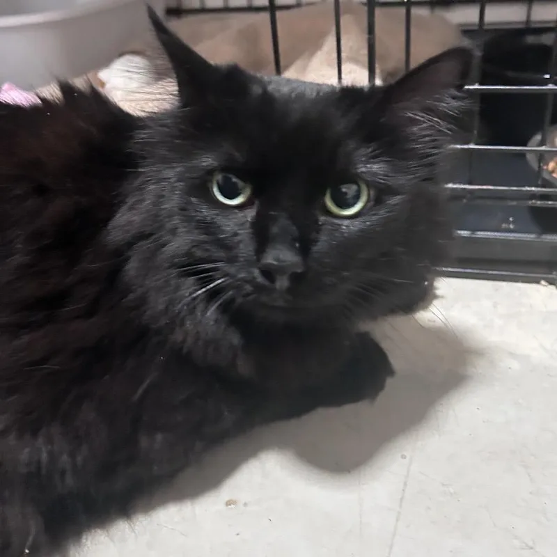 A senior large-sized female Black Domestic Long Hair cat named Mystique City of Industry for adoption in Chino Hills, CA